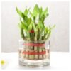 Square glass vase for live plants