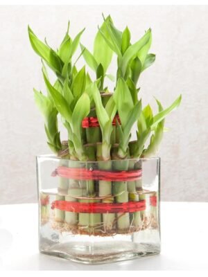 Square glass vase for live plants