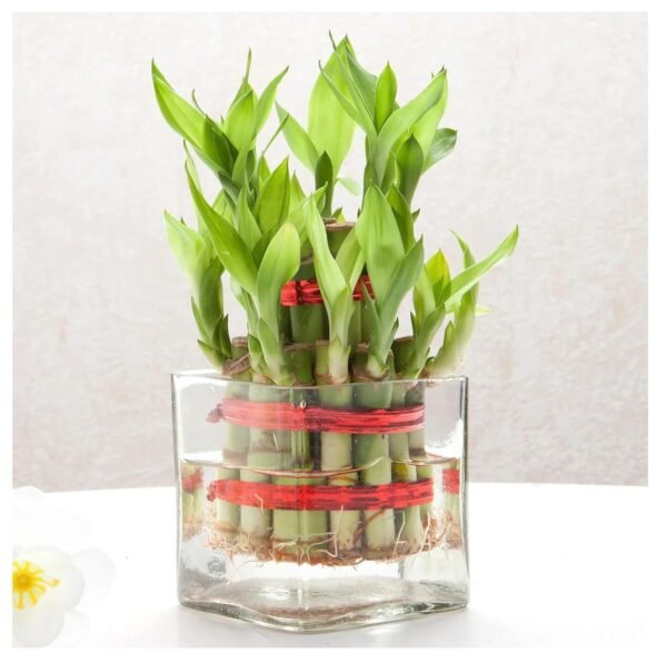 Square glass vase for live plants
